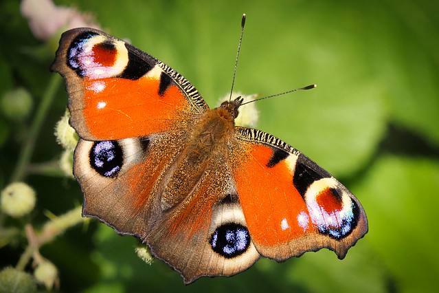 peacock butterfly