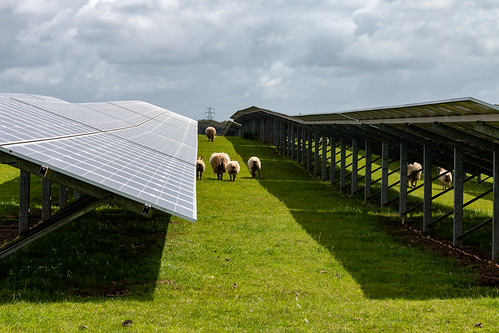 mixed farming solar farm photovoltaic green electricity generation landscape sheep animal wales pylon