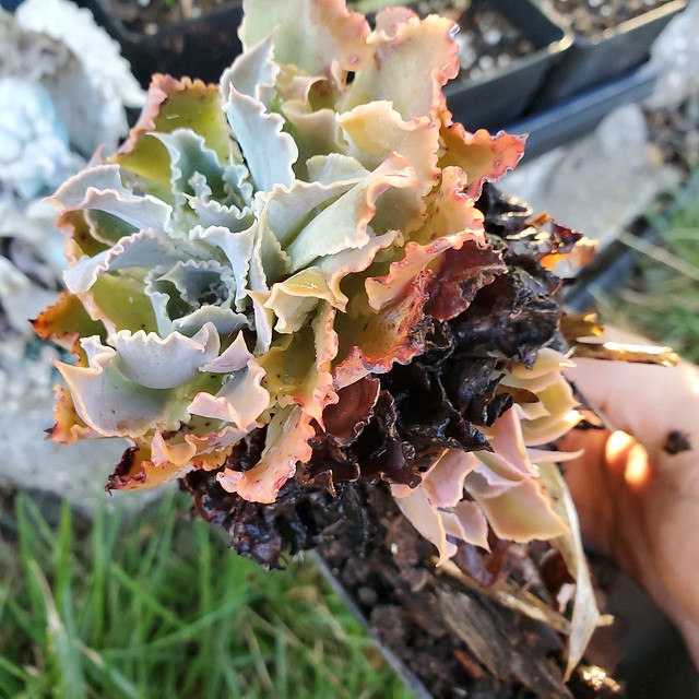 Dug up and repotted Echeveria [Ech0720]