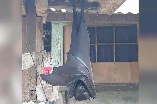 Foto de morcego do tamanho de um humano viraliza e não é fake