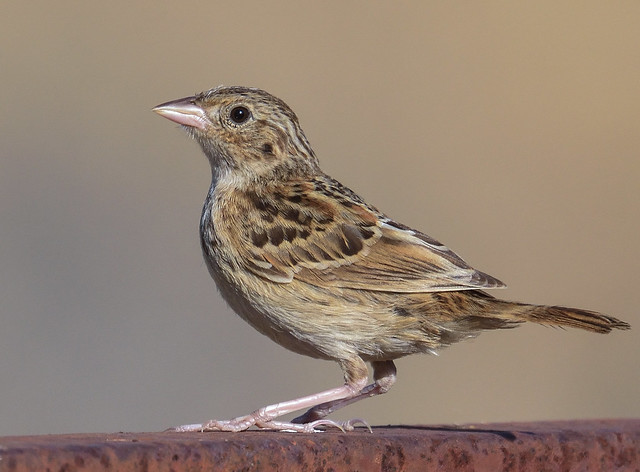 Grasshopper Sparrow (juvenile)