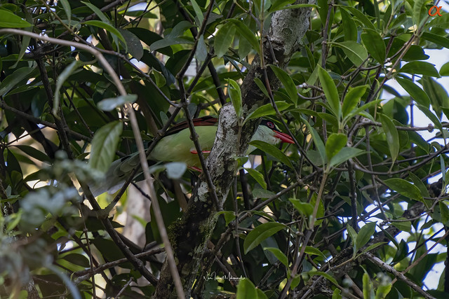 Common green magpie