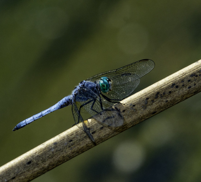 Blue Dragonfly Ready For Launch