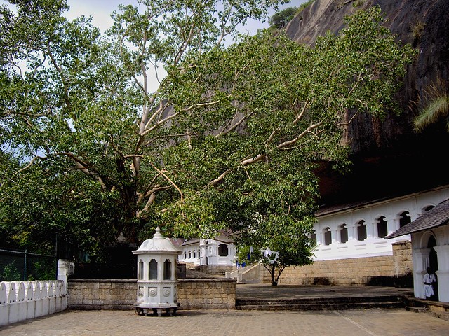 Bodhi tree and Dambulla Rock