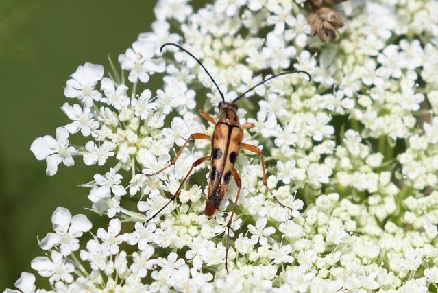 Slender Flower Longhorn Beetle