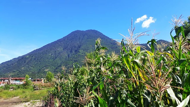 Corn and the local volcano. . . . #travel #locationindependent #digitalnomad #SanPedrolaLaguna #Guatemala #lakeatitlan #lagoatitlan