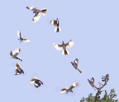northernmockingbird mimuspolyglottos california sanfranciscobayarea singing