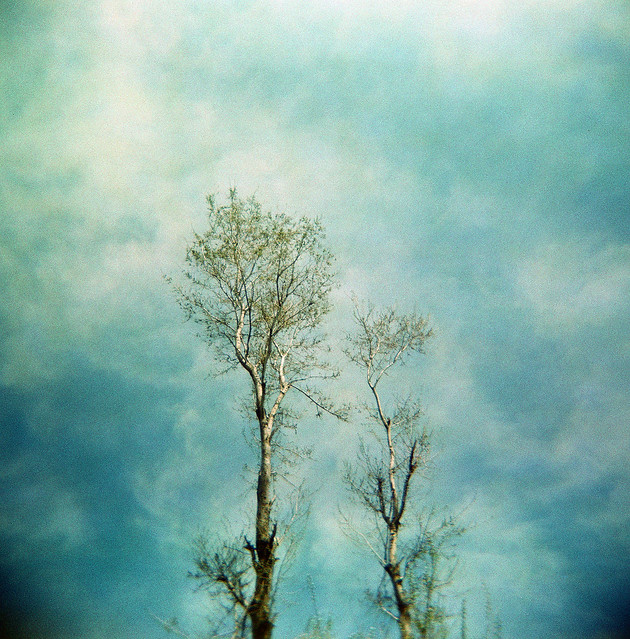 Spring, a Holga and trees