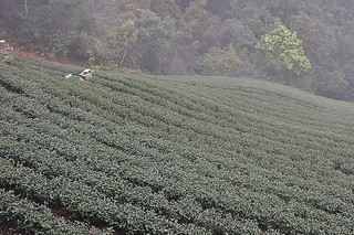 Taipei - Bagua Tea Plantation hillside