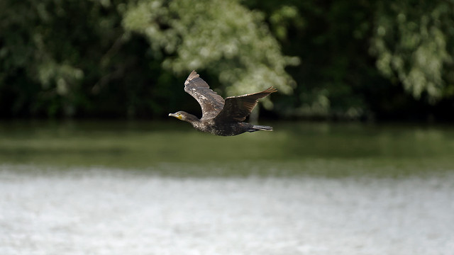 a cormorant in flight over the Seine (Paris)