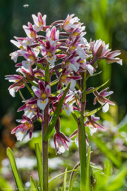Marsh Helleborine Orchid (Epipactis palustris)