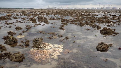 Leathery soft corals on Terumbu Semakau, Jul 2020