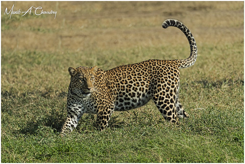 The Magnificent Pardus! by Wild Pixel Safaris, Having finished eating his breakfast up an acacia tree, this magnificent male Leopard finally climbe