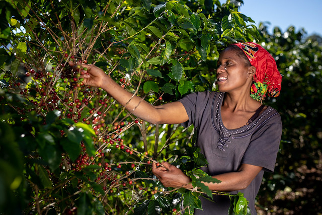 Coffee Farmer Jesca Harvesting Coffee Fruits On The Eastern Highlands Of Zimbabwe