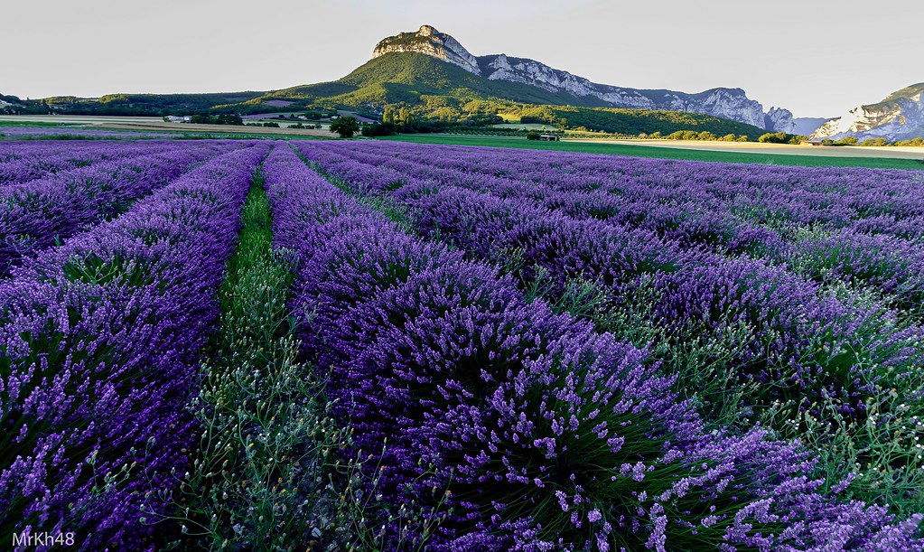 Lavender field - Lavande