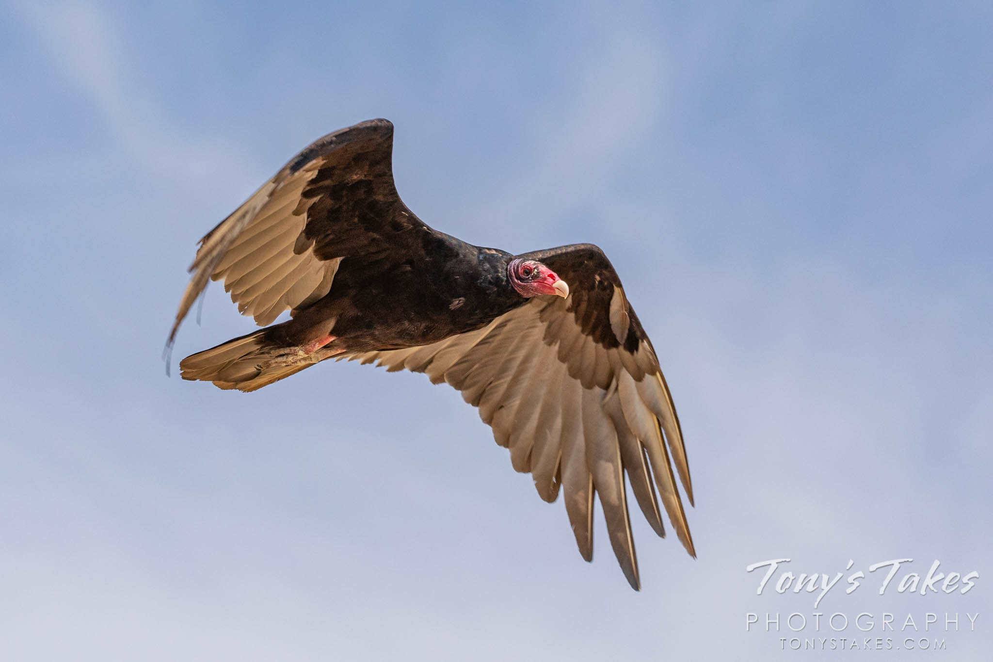 Turkey vulture stages a flyby