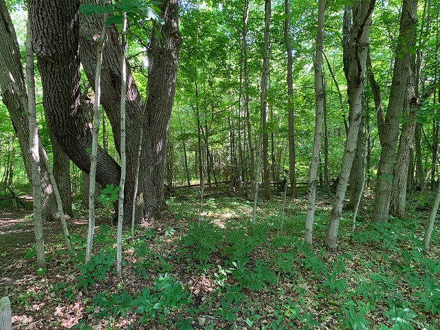 A rail fence and some large trees in the forest , in Peters wood Provincial Nature Reserve unspoiled forest on the sandy north facing slope of the Oak ridges Moraine the headwater streams of Mill creek , Martin’s photographs , Centreton , Ontario , Canada