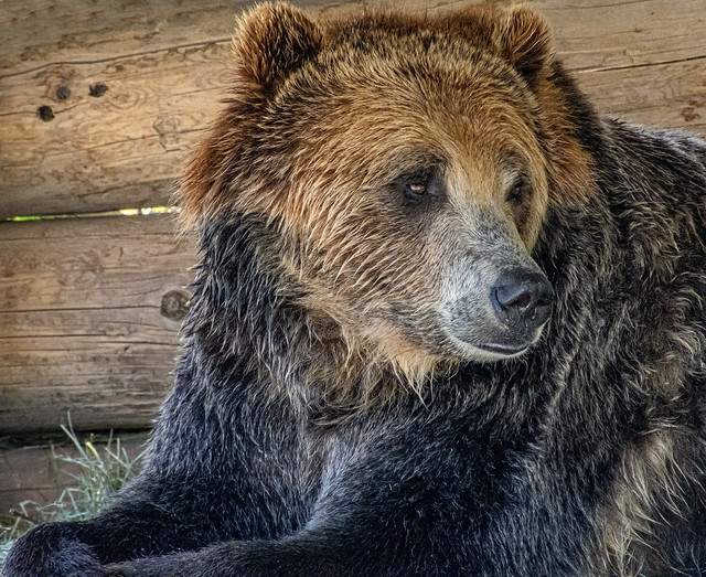 Grizzly Bear IMG_0345