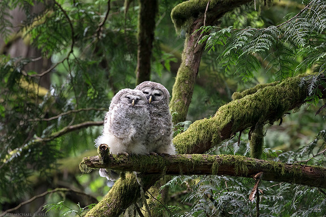 Barred Owl (Strix varia) Fledglings Snuggling