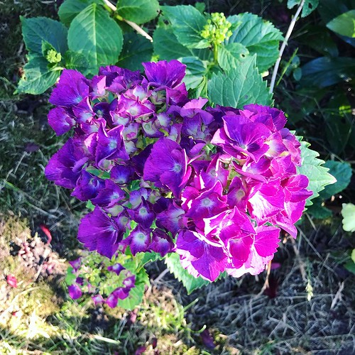The purple hydrangea in the backyard is finally blooming. 💜