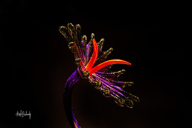 Chihuly Flower