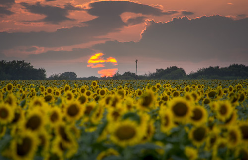 sunflowers sunflower clouds cloudy summer texas agriculture farm crop yellow sunset sundown