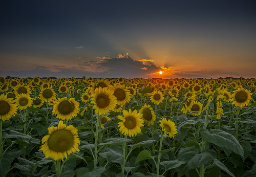 sunflowers sunflower clouds cloudy summer texas agriculture farm crop yellow sunset