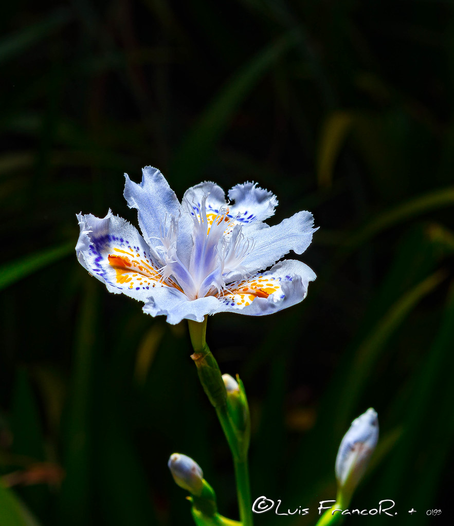 Iris Japonica in best colors