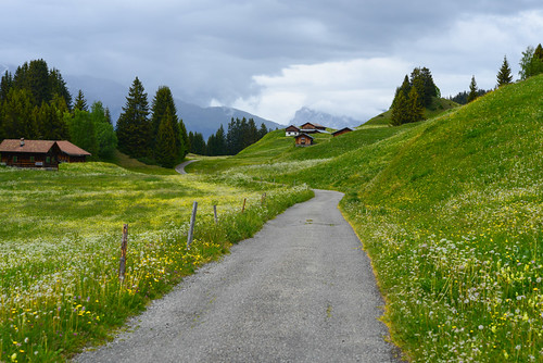 When the flowers in the meadow make up for the lack of sunshine. | by balu51