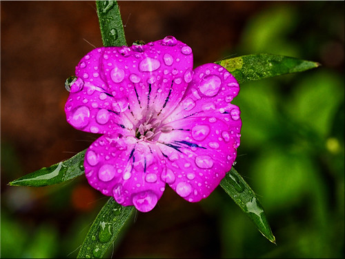 Summer flower bloom with raindrops | by Ostseetroll - Stay healthy