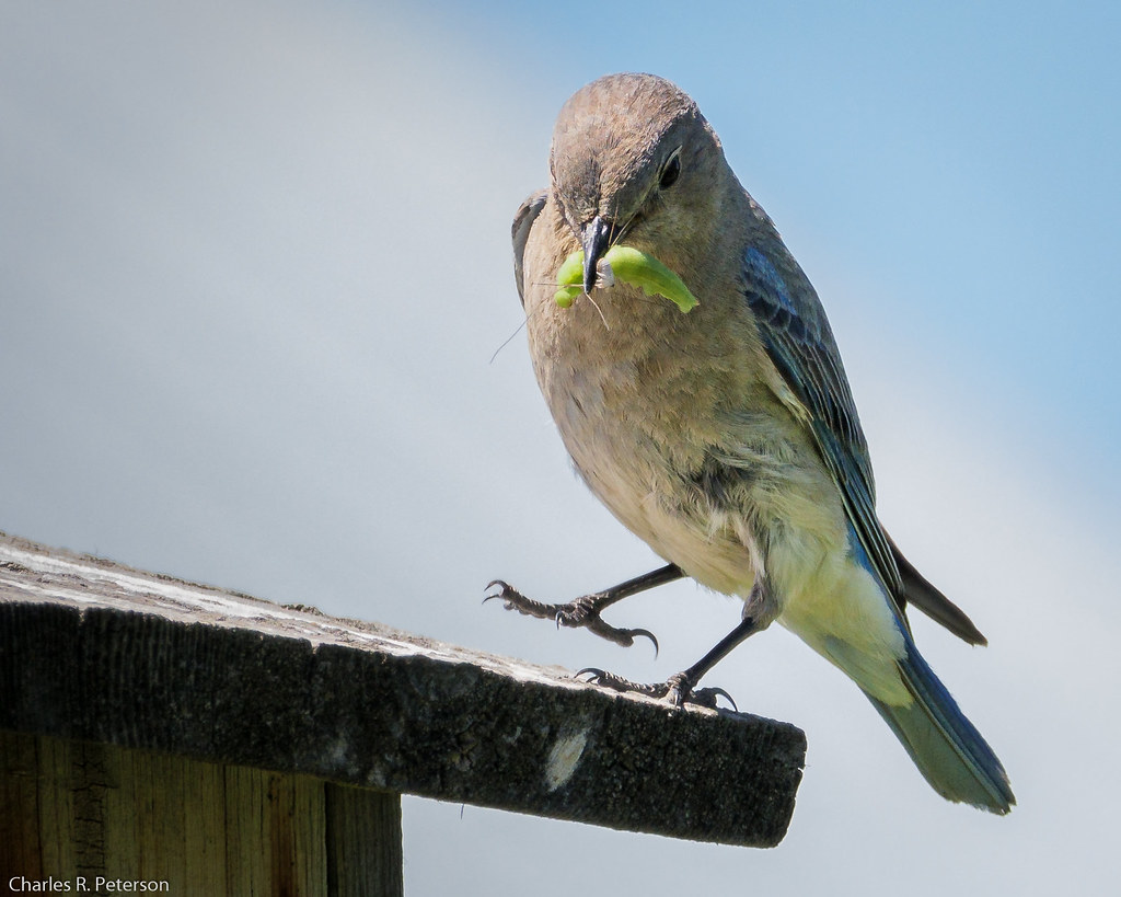 Female Mountain Bluebird - Idaho