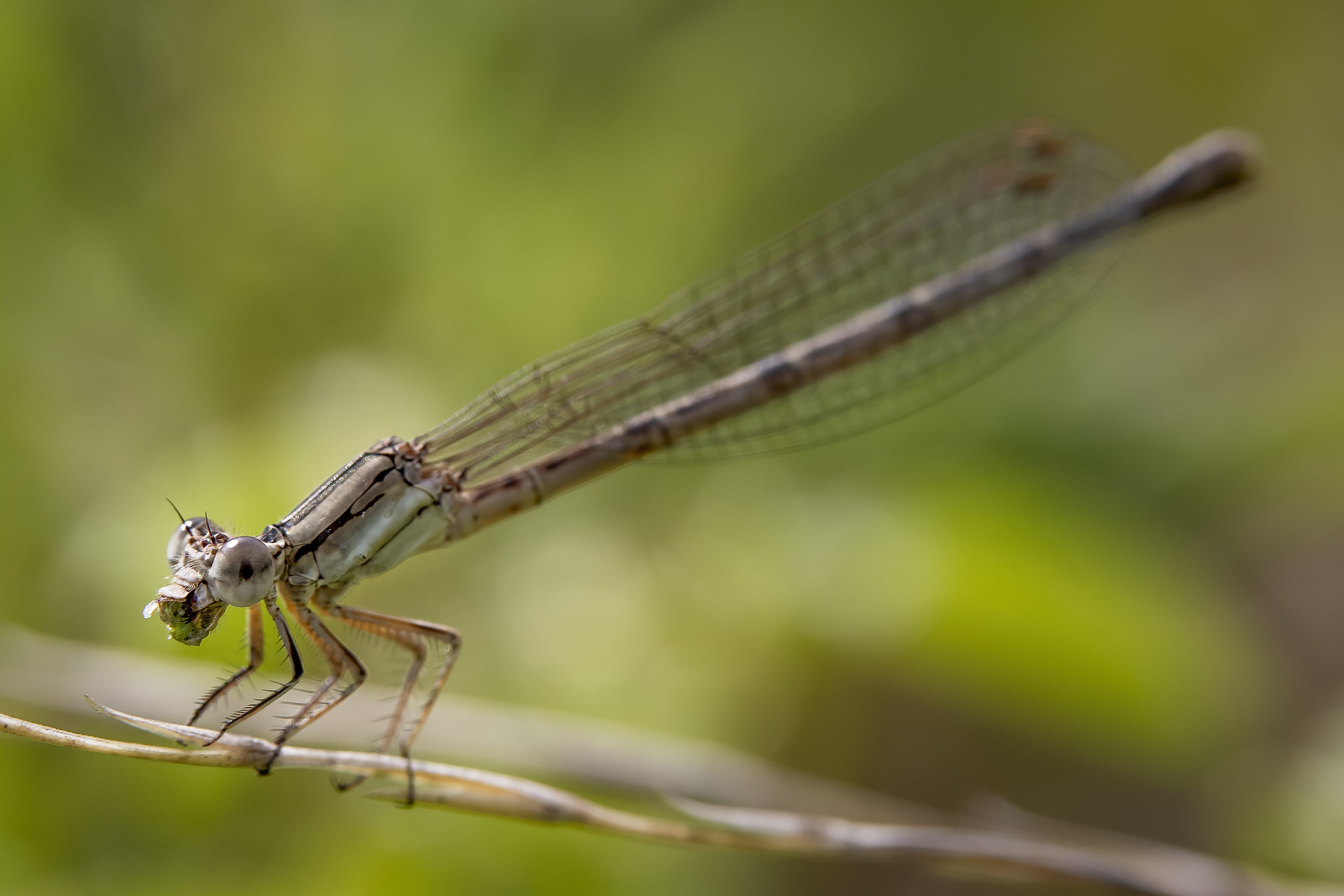 damselfly with a mouthful
