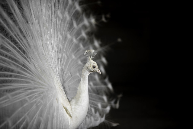White peacock (Fehér páva)