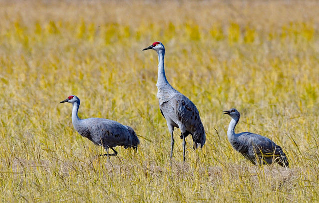 Sandhill cranes relaxed in Japan