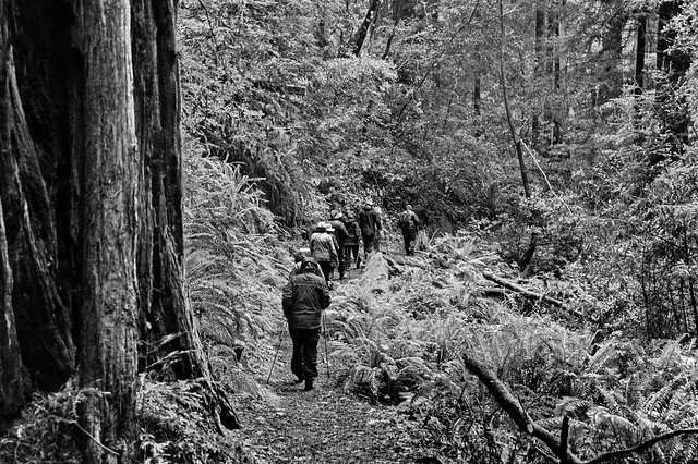Redwood Tree Elf Hunt 15 - we file off in silence