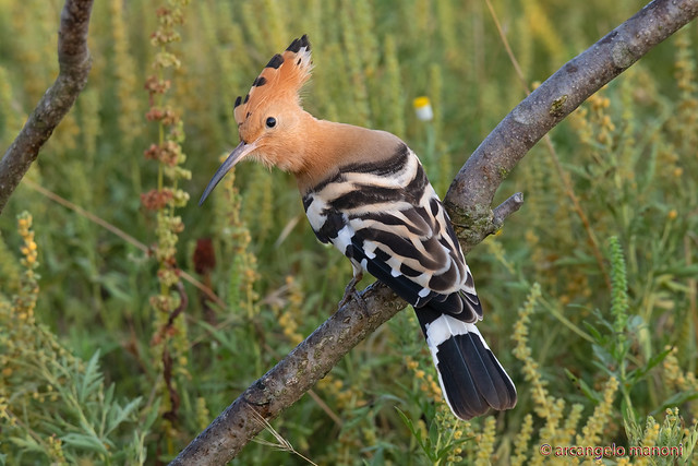 Welcome to my environment! Hoopoe