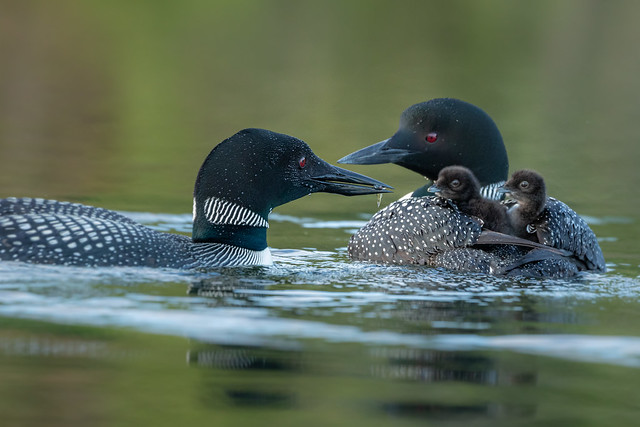 Loons - Family feeding time