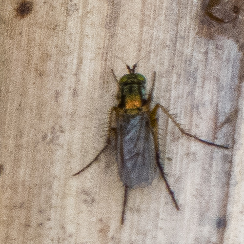 Genus Dolichopusa member of Long-legged Flies Family Dolichopodidae