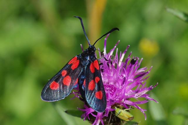 IMGP5212c Five-spot Burnet Moth, Woodwalton Marsh, June 2020