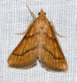 ecosystem/fauna/Pyralid Moth/unid | Aambyvalley Rd.,OFF Lona… | Flickr