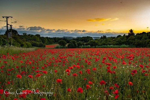 redpoppies poppyfields flowerphotography secretlocation nikonphotographer nikond500 nikon20mmf18 sunset