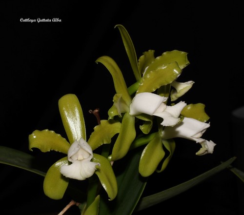 Cattleya guttata Alba 50096652126_78d3c5b15a