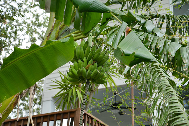 Yes, We Have Some Bananas!