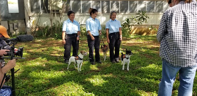 APHIS-Trained Canines are Ready for their Close-ups: Dogs Featured on Disney+’s It’s a Dog’s Life with Bill Farmer – News Release