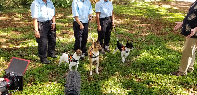 Brown tree snake canines and their handlers partake in filming