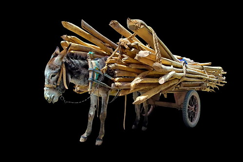 china kashgar donkeycart asienmanphotography