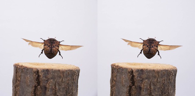 Poecilophilides rusticola, stereo parallel view