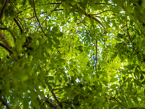 Ash Leaves