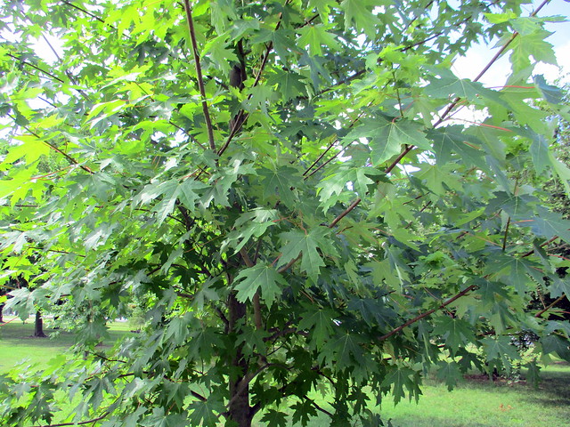 Detail of Canadian Maple Tree