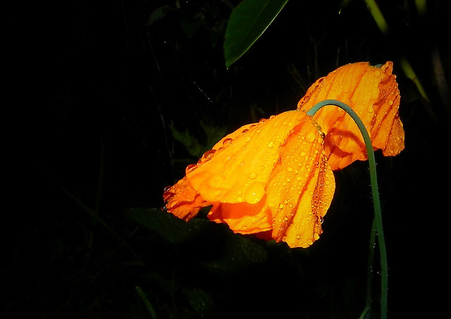 Poppies in the rain.  Nikon P100.  DSCN_9419